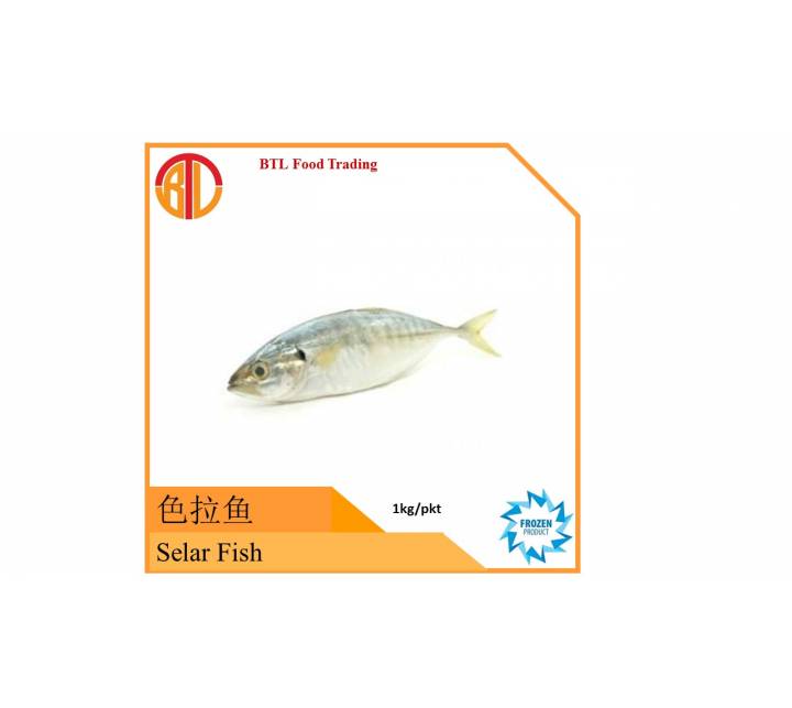 Selar Fish 塞拉鱼