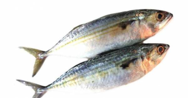 Kampong Fish 甘磅鱼