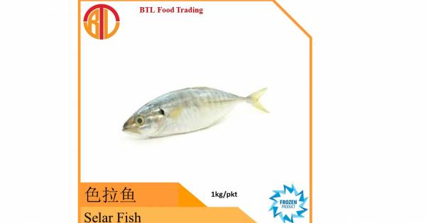 Selar Fish 塞拉鱼